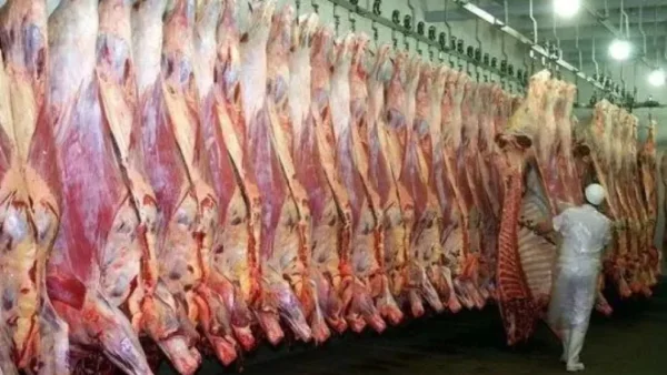 ATER aportará su mirada sobre dos proyectos que proponen considerar como industriales la actividad de matarife e incubación de huevos
